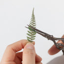 Appree Pressed Flower Stickers - Bracken Fern