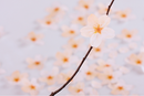 Appree Leaf Sticky Memo Notes - Pink Cherry Blossom