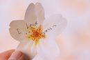 Appree Leaf Sticky Memo Notes - Pink Cherry Blossom