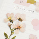 Appree Pressed Flower Stickers - Cherry Blossom