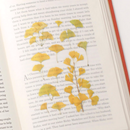 Appree Pressed Flower Stickers - Ginkgo