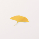 Appree Pressed Flower Stickers - Ginkgo