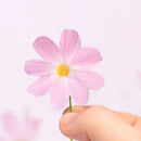 Appree Leaf Magnet Set - Cosmos