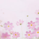 Appree Leaf Magnet Set - Cosmos