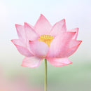 Appree Leaf Sticky Memo Notes - Pink Lotus