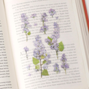 Appree Pressed Flower Stickers - Lilac