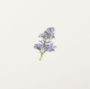 Appree Pressed Flower Stickers - Lilac