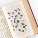Appree Pressed Flower Stickers - Manchurian Violet