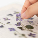 Appree Pressed Flower Stickers - Manchurian Violet