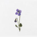Appree Pressed Flower Stickers - Manchurian Violet