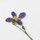 Appree Pressed Flower Stickers - Manchurian Violet