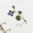 Appree Pressed Flower Stickers - Manchurian Violet