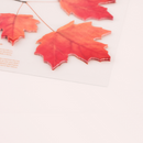 Appree Leaf Sticky Memo Notes - Red Maple