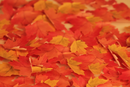 Appree Leaf Sticky Memo Notes - Red Maple