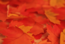 Appree Leaf Sticky Memo Notes - Yellow Maple