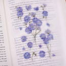 Appree Pressed Flower Stickers - Flax