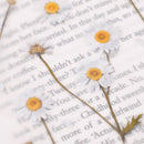 Appree Pressed Flower Stickers - Daisy