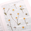 Appree Pressed Flower Stickers - Daisy