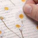Appree Pressed Flower Stickers - Daisy