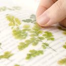Appree Pressed Flower Stickers - Adiantum
