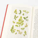 Appree Pressed Flower Stickers - Adiantum