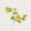 Appree Pressed Flower Stickers - Adiantum