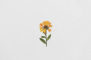 Appree Pressed Flower Stickers - Calendula