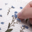 Appree Pressed Flower Stickers - Forget-me-not