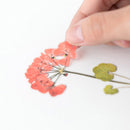 Appree Pressed Flower Stickers - Geranium