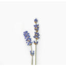 Appree Pressed Flower Stickers - Lavender