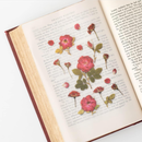 Appree Pressed Flower Stickers - Mini Rose